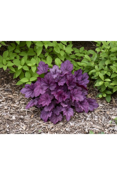 Гейхера гібридна ’Вілд Роуз’ 